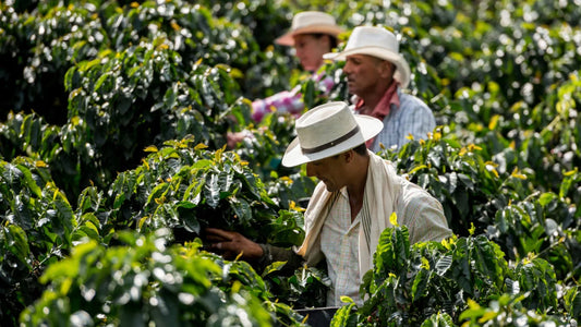 The Rich History of Colombian Coffee